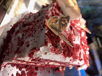 Leckeres aus Ihrer Patisserie & Cafe Dietert